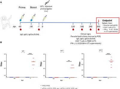 A non-replicative antibiotic resistance-free DNA vaccine delivered by the intranasal route protects against canine leishmaniasis